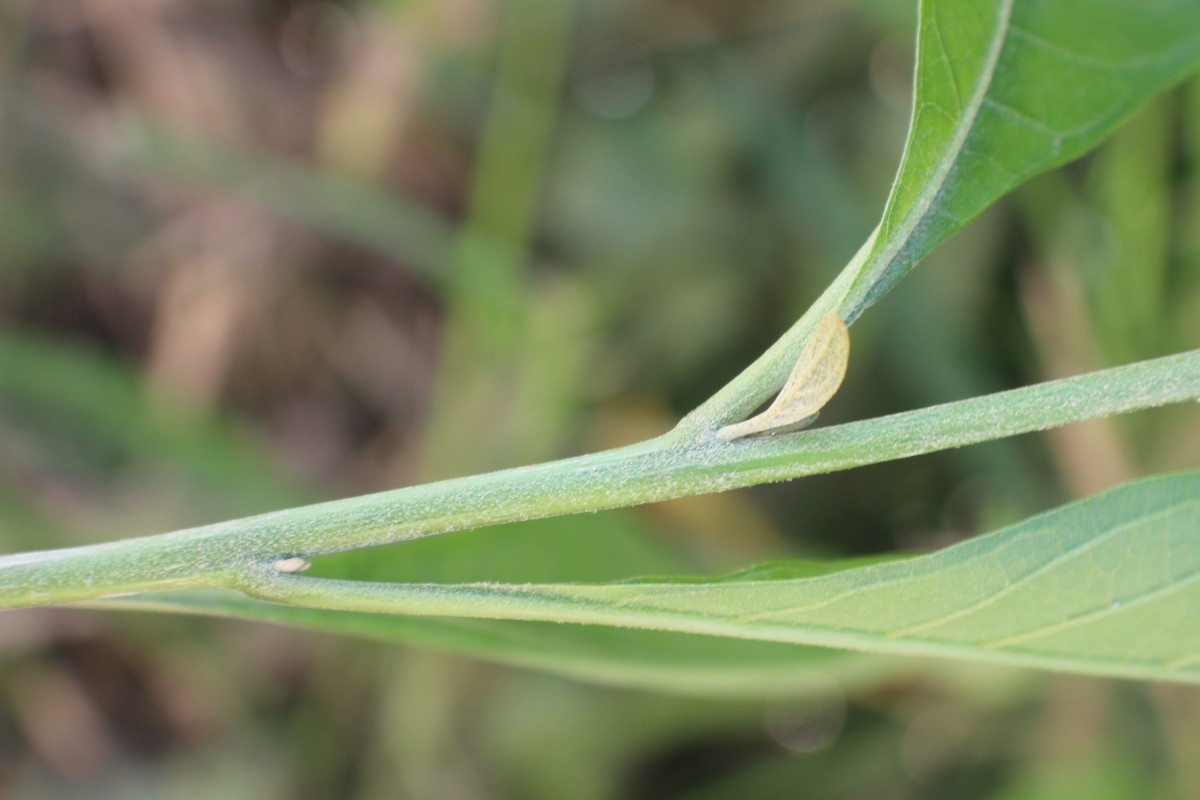 Iochroma arborescens (L.) J.M.H.Shaw